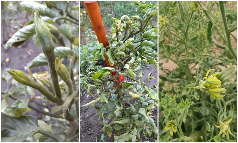 Ritka, de könnyen felismerhető a paradicsom sztolburos betegsége