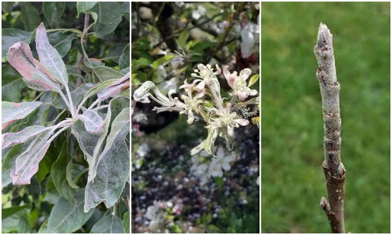 Már fertőz az almafalisztharmat