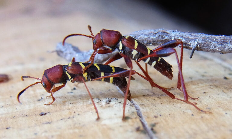 Új terjedő kártevő az amerikai darázscincér
