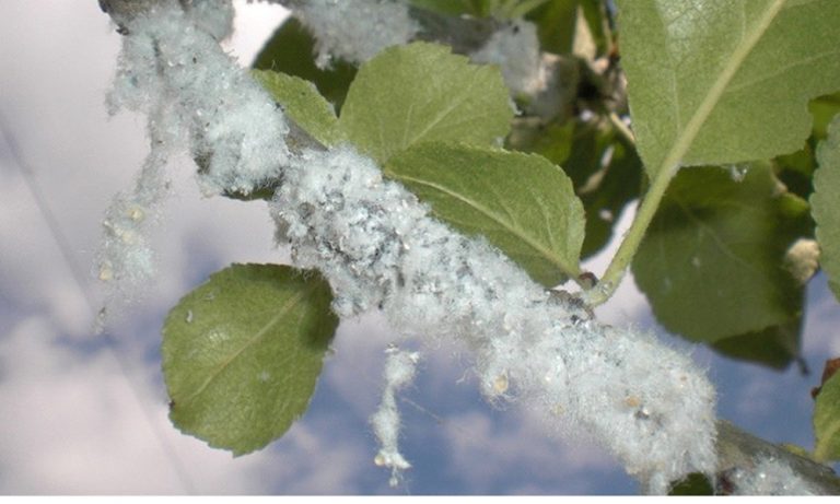 Fehér, penészszerű szövedék támadja az almafáimat