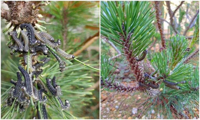 Tavasszal károsítanak a fenyőrontó darázs lárvái