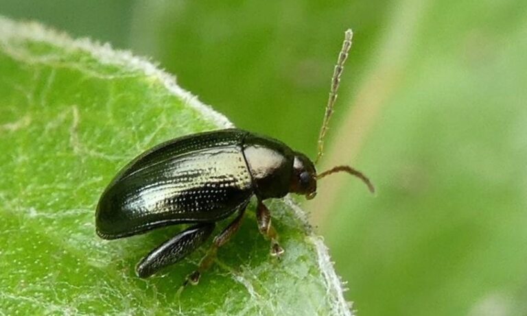 A földibolhák kiváló növényismerők