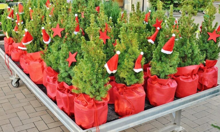 Mire érdemes figyelni a gyökeres karácsonyfa vásárlásakor, választásakor?