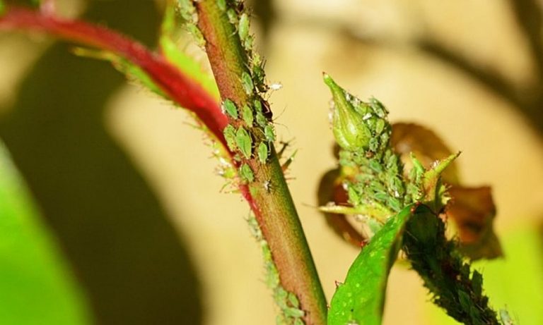 Hogyan, mikor és mivel védekezzünk a levéltetvek ellen?