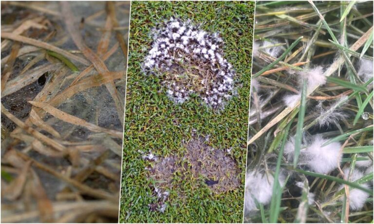 A hópenész a gyep téli betegsége