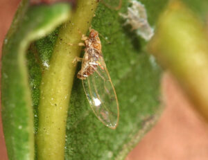 Kifejlett levélbolha szárnyas egyede