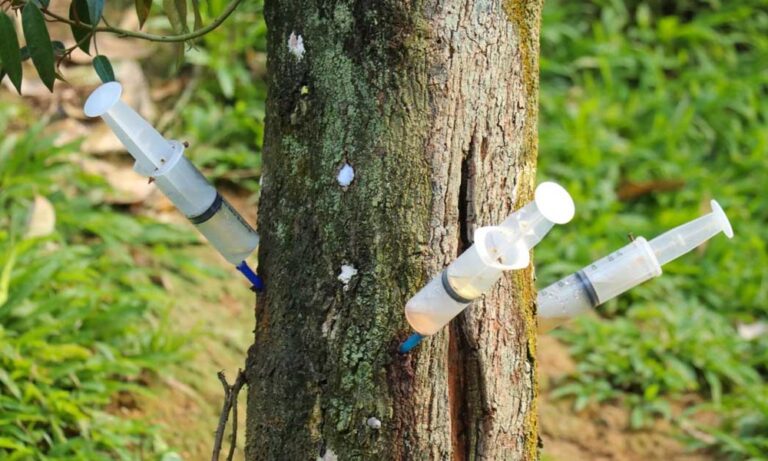 Fákat is lehet “injekciózni”?