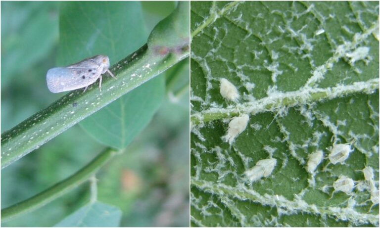 Felszaporodott, terjed és károsít az amerikai lepkekabóca