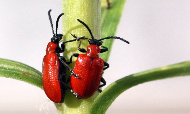 Csak a liliomféléket károsítja a liliombogár