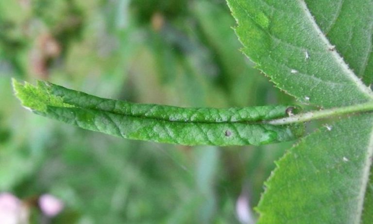 Már károsít a levélsodró rózsadarázs