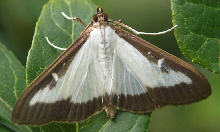 Március végétől októberig aktívak a puszpángmolyok lárvái