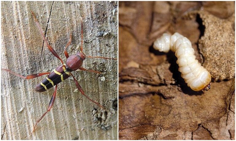 Megjelentek, már aktívak az amerikai darázscincérek