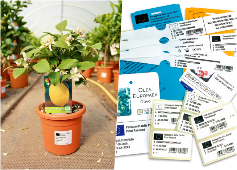 Mi a növényútlevél, miért fontos?