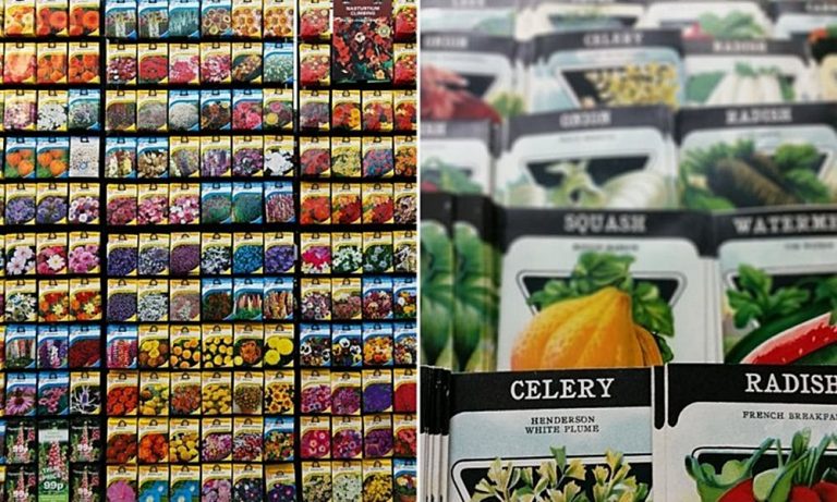 Miért színesek a vetőmagvak?