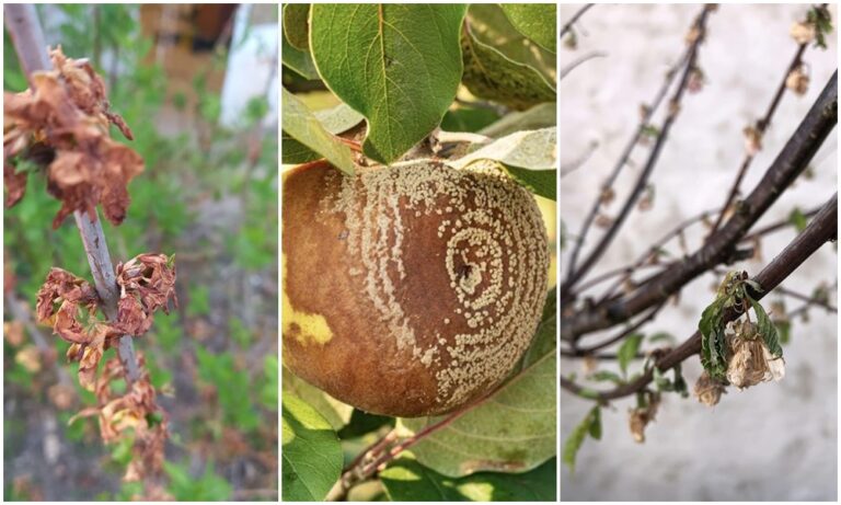 Milyenek a monília gombák? Hányfélék? Milyen növényeket fertőznek meg?