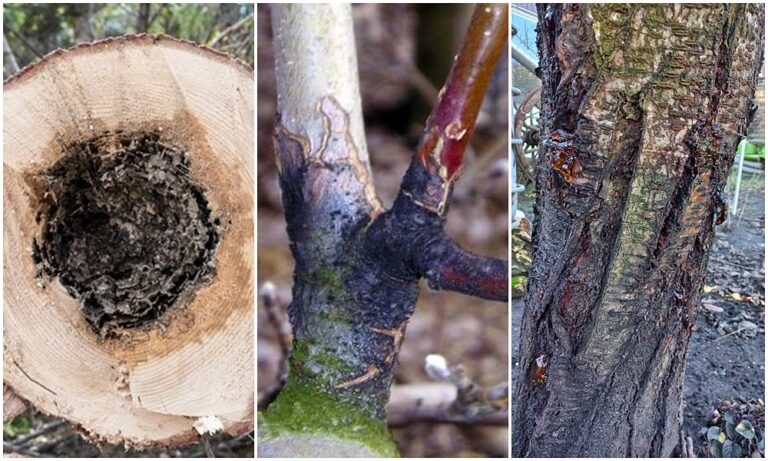 Mit tegyünk a beteg, elhalt faágakkal és kivágott fákkal?