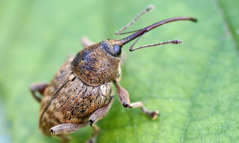 Mogyoróormányos bogár ellen lehet-e rovarölő szer nélkül védekezni?