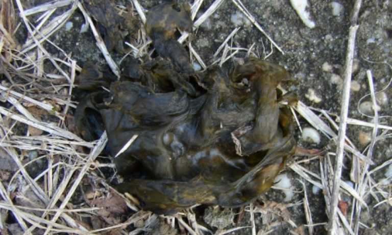 Nedves kertek talaján gyakori a kékalga megtelepedése és felszaporodása