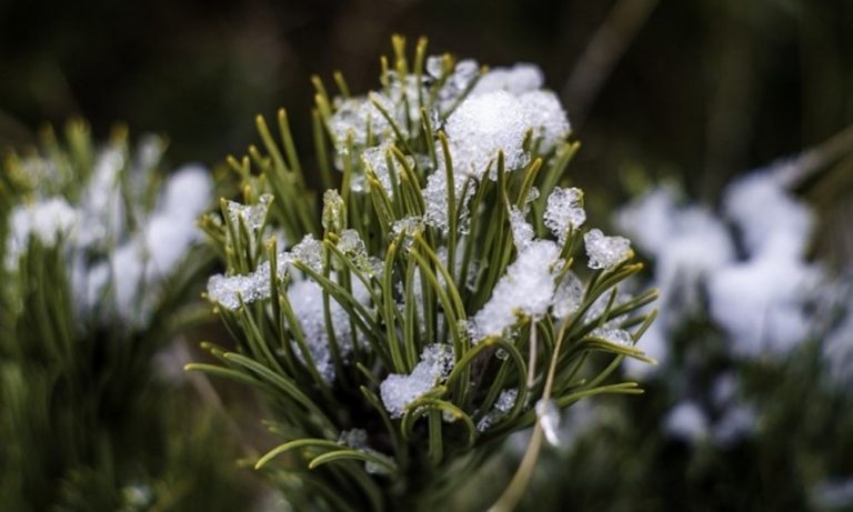 Örökzöld bokrokon és gyepen is kárt okozhat a hólepel