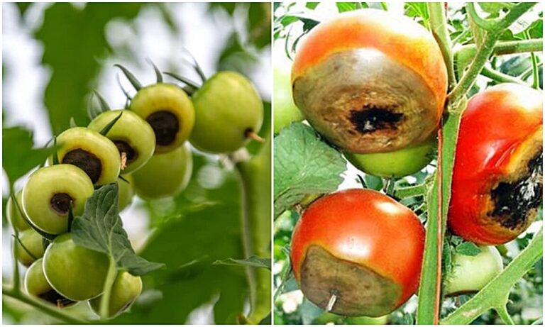 Már érés előtt jelentkezik a paradicsom csúcsrothadás betegsége