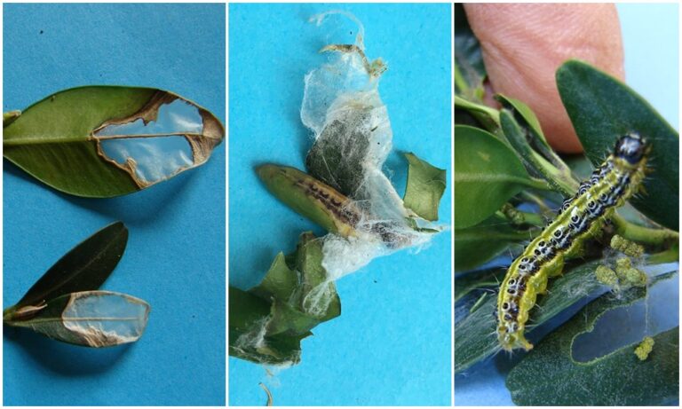 A selyemfényű puszpángmoly első nemzedékének rajzása megkezdődött