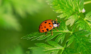Sokfélék a katicabogarak és lárváik
