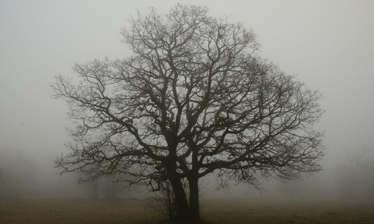 Téli lemosó permetezés titkai: mi ellen, mivel, mikor és hogyan végezzük